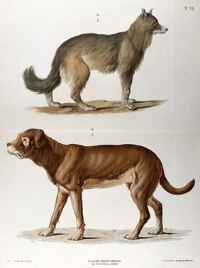 Two dogs of different breeds, shown standing in profile. Chromolithograph by F. Gerasch after A. Gerasch, 1860/1880?.