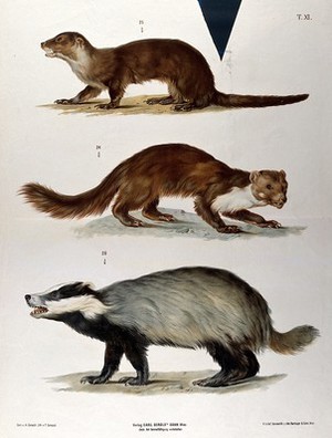 view An otter (?), a weasel (?) and a badger. Chromolithograph by F. Gerasch after A. Gerasch, 1860/1880?.