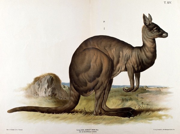 A kangaroo, seen in profile. Chromolithograph by F. Gerasch after A. Gerasch, 1860/1880?.