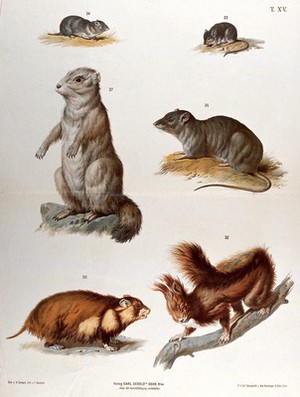view Rodents: six figures, including mice, a rat and a red squirrel. Chromolithograph by F. Gerasch, after A. Gerasch, 1860/1880?.