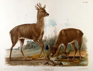 view Two deer drinking at a river's edge. Chromolithograph by F. Gerasch after A. Gerasch, 1860/1880?.