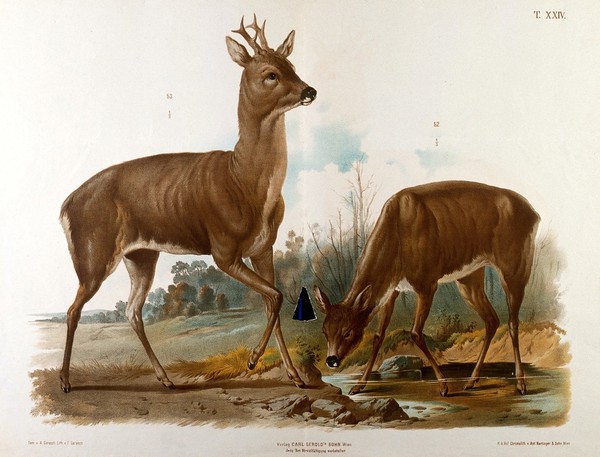 Two deer drinking at a river's edge. Chromolithograph by F. Gerasch after A. Gerasch, 1860/1880?.