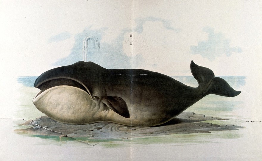 A Bowhead whale resting on a sandbank. Chromolithograph by F. Gerasch after A. Gerasch, 1860/1880?.