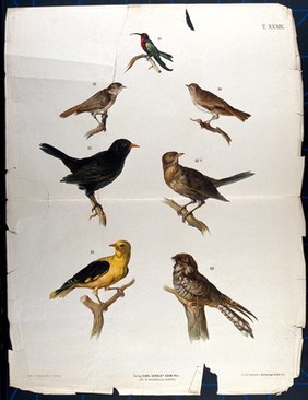 Birds: seven figures, showing examples of various varieties. Chromolithograph by F. Gerasch after A. Gerasch, 1860/1880?.