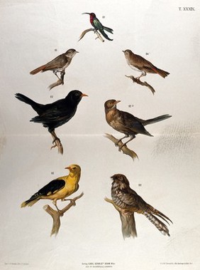Birds: seven figures, showing examples of various varieties. Chromolithograph by F. Gerasch after A. Gerasch, 1860/1880?.