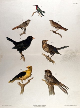 Birds: seven figures, showing examples of various varieties. Chromolithograph by F. Gerasch after A. Gerasch, 1860/1880?.