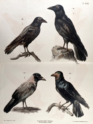 view Birds of the crow family: four figures, including a crow, a raven and a rook. Chromolithograph by F. Gerasch after A. Gerasch, 1860/1880?.