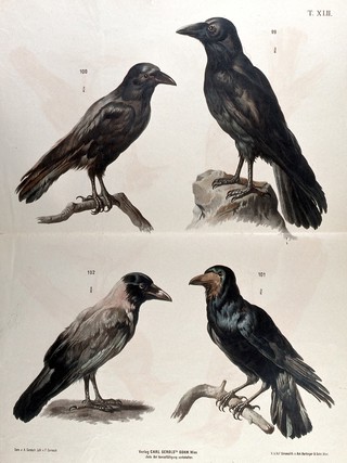 Birds of the crow family: four figures, including a crow, a raven and a rook. Chromolithograph by F. Gerasch after A. Gerasch, 1860/1880?.
