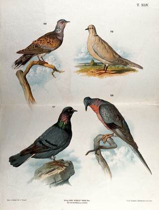 Birds of the pigeon family: four figures illustrating different varieties, including a collared dove. Chromolithograph by F. Gerasch after A. Gerasch, 1860/1880?.