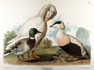 view Waterfowl: three varieties, including a mallard and a white goose (?). Chromolithograph by F. Gerasch after A. Gerasch, 1860/1880?.