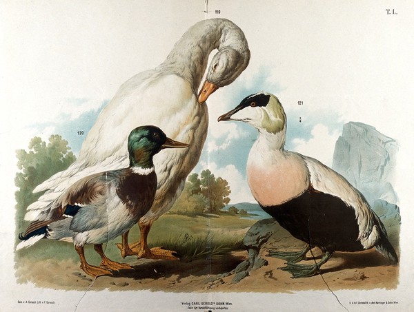 Waterfowl: three varieties, including a mallard and a white goose (?). Chromolithograph by F. Gerasch after A. Gerasch, 1860/1880?.