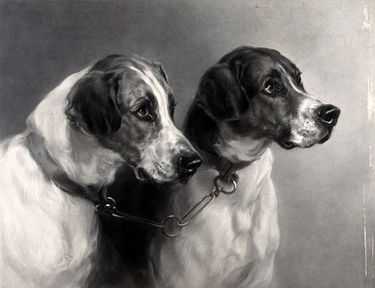 Two dogs, with their collars joined together. Engraving with etching by J.B. Pratt, after Heywood Hardy, 1875.