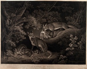 view A fox stands beside its two cubs, who are eating a bird, while its mate returns with a rabbit. Mezzotint by J. Grozer after C. Loraine Smith and G. Morland, 1797.