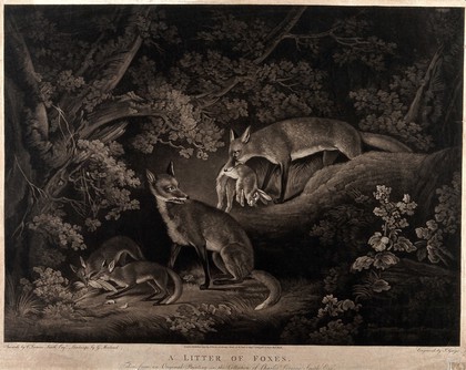 A fox stands beside its two cubs, who are eating a bird, while its mate returns with a rabbit. Mezzotint by J. Grozer after C. Loraine Smith and G. Morland, 1797.