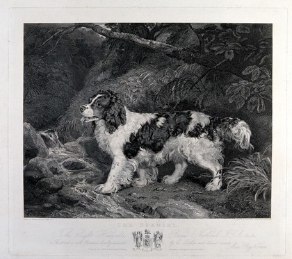 A water spaniel standing beside a stream. Engraving with etching by J. Scott and J. Webb, after R. Ramsay Reinagle, 1830.