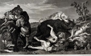 view Bears and dogs fighting: two bears are shown biting, and being bitten by, a pack of dogs. Etching with engraving by J. Fittler after F. Snyders, 1809.