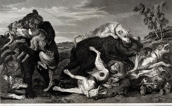 Bears and dogs fighting: two bears are shown biting, and being bitten by, a pack of dogs. Etching with engraving by J. Fittler after F. Snyders, 1809.