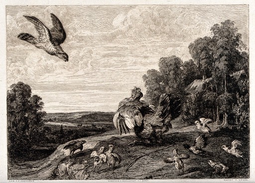 Battling fowl: birds of various sizes are shown fighting, while a bird of prey swoops towards a chicken. Etching by W. Unger after F. Snyders, 1800/1850?