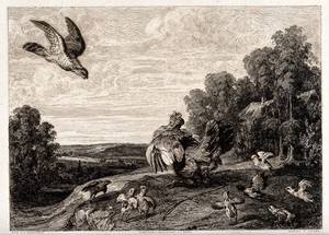 view Battling fowl: birds of various sizes are shown fighting, while a bird of prey swoops towards a chicken. Etching by W. Unger after F. Snyders, 1800/1850?.