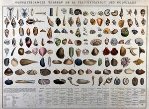 view Mollusc shells: classification chart showing 132 varieties, with a diagram below outlining details of the three main shapes. Coloured lithograph, 1830/1860?.