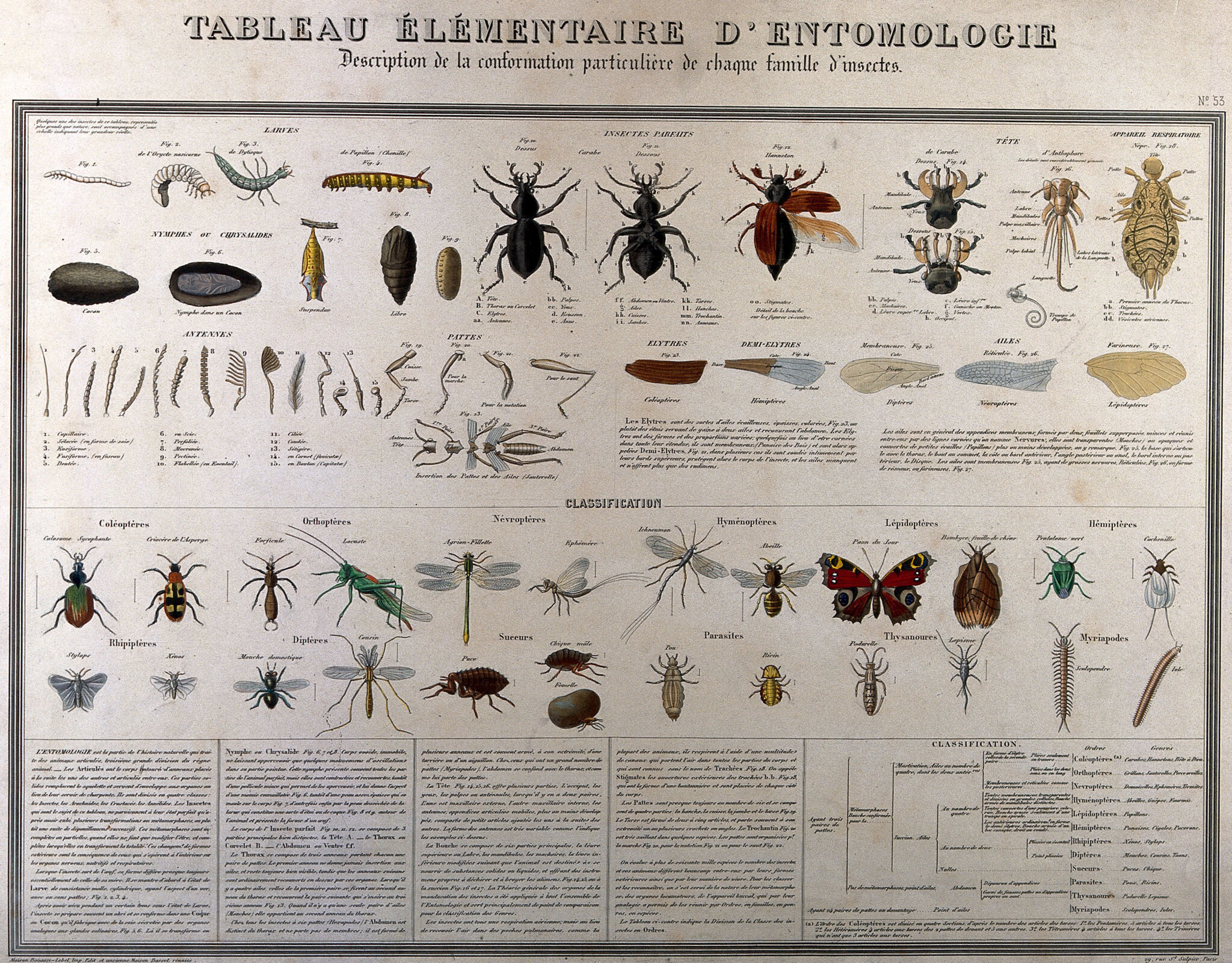 Insects classified varieties and stages of development, including