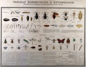view Insects: classified varieties and stages of development, including larvae, beetles and butterflies. Coloured lithograph, 1875 (?).
