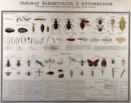 Insects: classified varieties and stages of development, including larvae, beetles and butterflies. Coloured lithograph, 1875 (?).