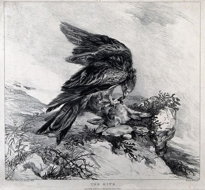A kite, standing on a rocky outcrop, devouring its prey of a rabbit. Lithograph by S. Mountjoy Smith, 1830.
