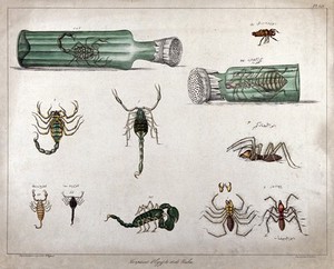 view Scorpions and arachnids: eleven figures, including two examples enclosed in ventilated bottles. Coloured lithograph after J.J. Rifaud, 1830.