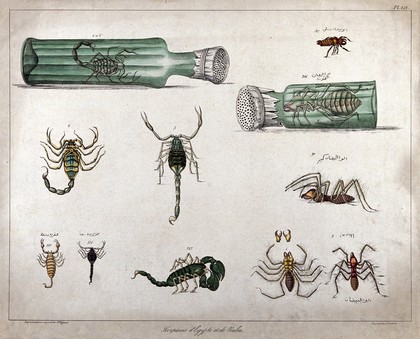 Scorpions and arachnids: eleven figures, including two examples enclosed in ventilated bottles. Coloured lithograph after J.J. Rifaud, 1830.