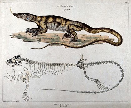 Desert-dwelling reptile from Egypt: two figures, the lower showing the reptile's skeleton. Coloured lithograph by Ch. Normand after J.J. Rifaud, 1830.