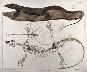 view Nile-dwelling reptile: two figures, the lower showing the reptile's skeleton. Coloured lithograph by Mme. Nobling after J.J. Rifaud, 1830.