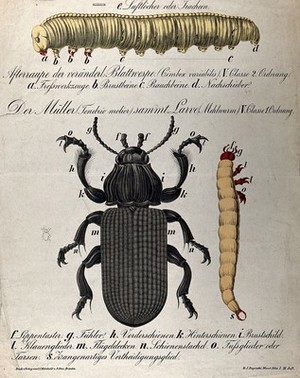 view Caterpillar, beetle and larva: three figures. Chromolithograph by H.J. Ruprecht, 1877.