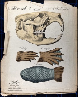 view Beaver skull, with illustrations showing the fore foot, hind foot, and the tail. Chromolithograph by H.J. Ruprecht, 1877.