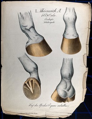view Lower parts of horses' legs, and hooves: four figures. Chromolithograph by H.J. Ruprecht, 1877.