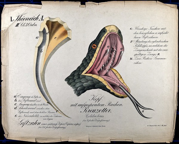 Left, poisonous fang of an asp viper; right, head of an adder, with mouth wide open and tongue protruding. Chromolithograph by H.J. Ruprecht, 1877.