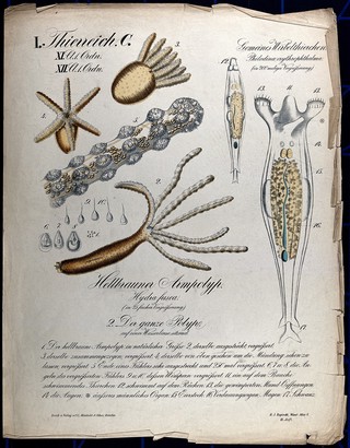 Aquatic organisms: a hydra and a philodina. Chromolithograph by H.J. Ruprecht, 1877.