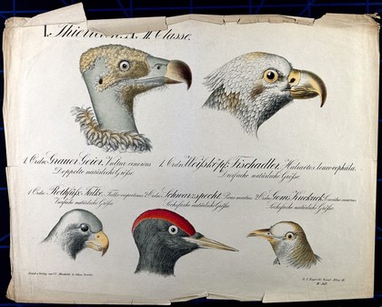 Heads of five birds, including a grey vulture, white-headed osprey, falcon, black woodpecker and a cuckoo. Chromolithograph by H.J. Ruprecht, 1877.