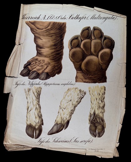 Hooves of ungulates: hippopotamus (two figures), and wild boar (three figures). Chromolithograph by H.J. Ruprecht, 1877.