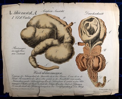 Dissections of the stomach and rumination system of a cow: two figures. Chromolithograph by H.J. Ruprecht, 1877.