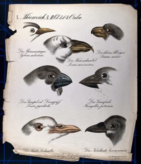 Heads of seven birds, seen in profile: garden warbler, crossbill, lesser grey shrike, bullfinch, rock sparrow, dove and hooded crow. Chromolithograph by H.J. Ruprecht, 1877.