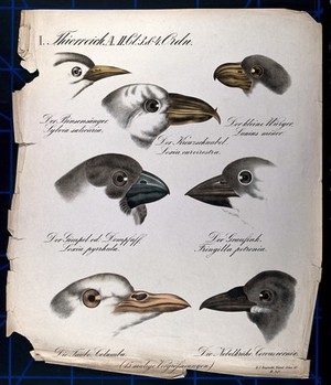 view Heads of seven birds, seen in profile: garden warbler, crossbill, lesser grey shrike, bullfinch, rock sparrow, dove and hooded crow. Chromolithograph by H.J. Ruprecht, 1877.