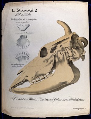 view Skull of a cow, with three details showing the teeth. Chromolithograph by H.J. Ruprecht, 1877.