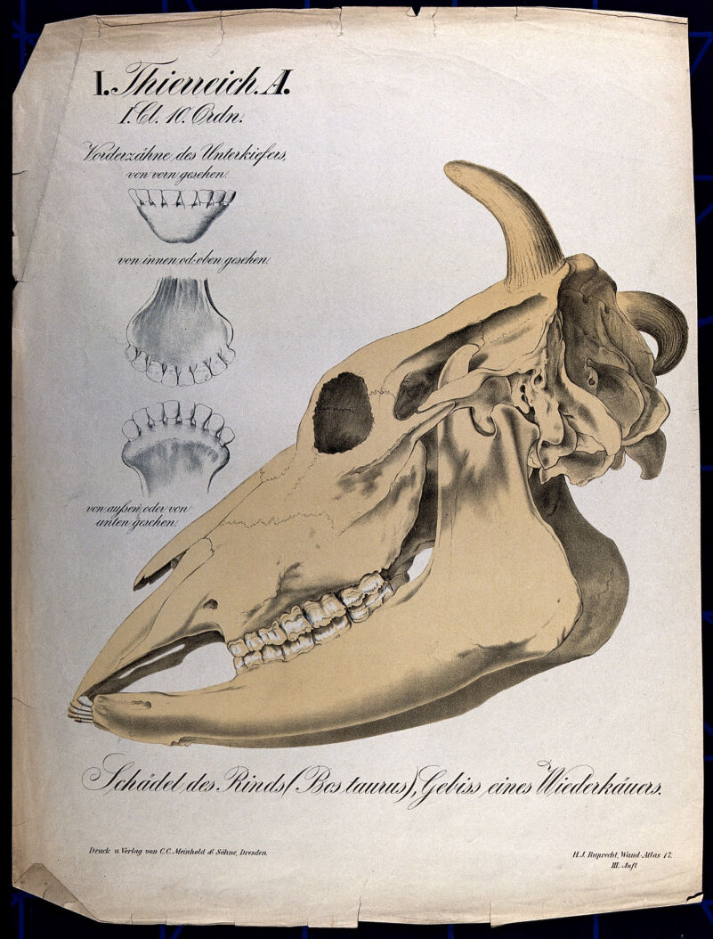 cow teeth anatomy