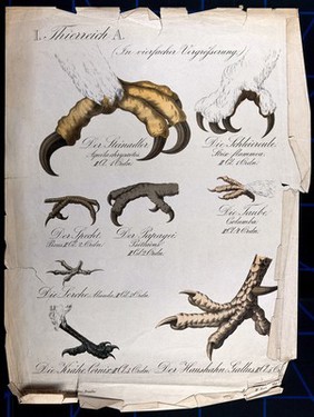 Birds' claws: eight figures, including the claws of a golden eagle, a barn owl, a woodpecker, a parrot, a pigeon, a lark, a crow, and a cockerel. Chromolithograph by H.J. Ruprecht, 1877.