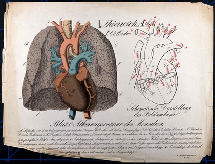 The circulatory and respiratory systems: heart and lungs, with the circulation of blood through the heart. Chromolithograph by H.J. Ruprecht, 1877.