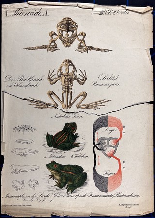 Frogs: eleven figures showing the skeleton, circulatory system, and stages of development of the frog. Chromolithograph by H.J. Ruprecht, 1877.
