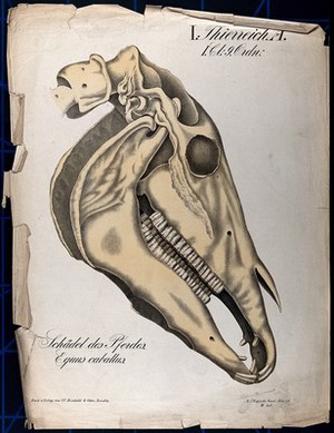 view Skull of a horse. Chromolithograph, 1877.
