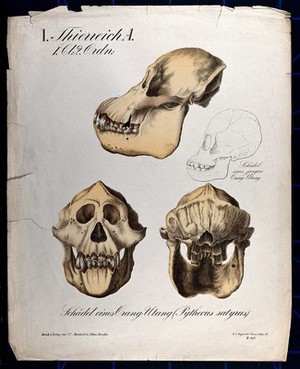 view Skull of an orang-utang: four figures. Chromolithograph, 1877.