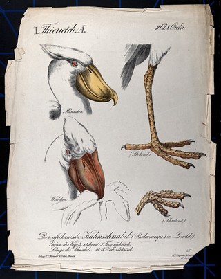 African shoebill: four figures showing the head and feet of male and female birds. Chromolithograph by H.J. Ruprecht, 1877.